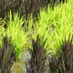 Illustration for article titled Japans Amazing Rice Paddy Art Continues to Dazzle